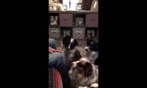 Four good dogs receive air treats with enthusiasm