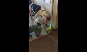 Baby and his doggy best friend confused by toy dinosaur