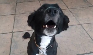 Dog hilariously whispers on command