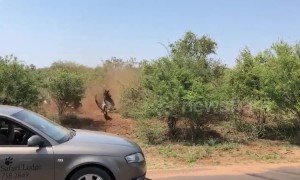 Safari tourists get "photo-bombed" by a lion