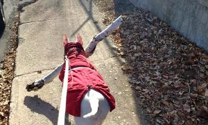 Precious Pooch is a Stick Connoisseur