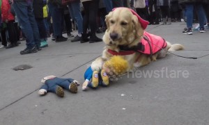 Donald Trump doll mauled by "vicious" hound at London Women's March