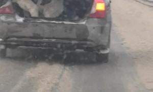 Big Dog Shouldn't Be Riding in Back