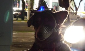 Dog with flashing party hat sits in motorcycle basket