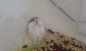 Hamster Doesn't Like to be Handled