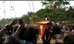 Agitated temple elephant in India temple runs amok amidst devotees during popular festival