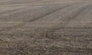 My Black Lab's New Friends