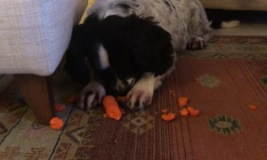 How Not to Eat a Carrot