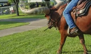Riding a Huge Horned Steer