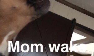 Two little boys were ready for breakfast and potty time this morning.