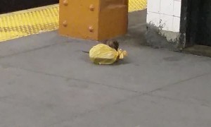 Subway Rat Drags Away Takeout Food