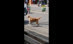 Panic-stricken mother dog attempts to stop cars after her puppy was ran over