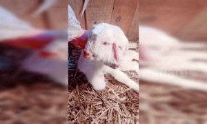 Sheep born with two heads in eastern China