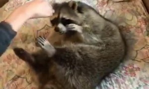 Fluffy Raccoon Loves to Play and Snuggle