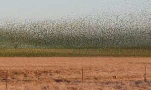 Massive Murmation of Budgerigars