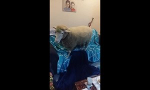 Naughty sheep usurps couch