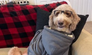 Dog Discovers Ultimate Snacking Life Hack