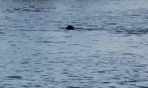 Dog and Dolphin Swim and Play Together