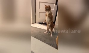 Startled cat stands on hind legs and stares at fizzling bath bomb