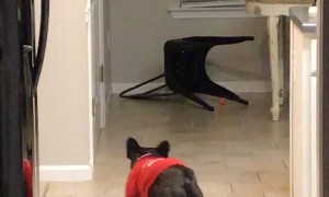 Ball Chasing Pooch Slides into Chair