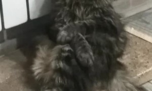 Cat Falls Asleep in Precious Pose