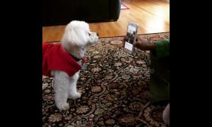 Small dog howls along with himself