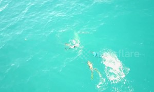 Drone films bull shark attack on spearfishing team off Florida