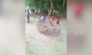 Rampaging rhino rushes Indian harvest festival, sending villagers up trees