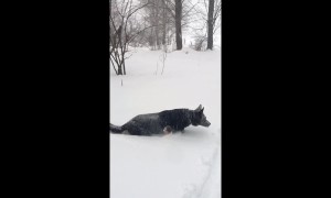 German Shepherd wades through snow as winter storm strikes East Coast