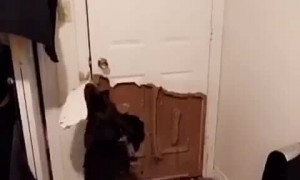 Dog decimates door in order to go outside