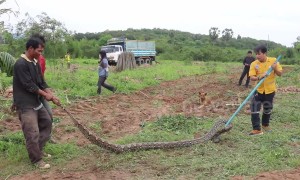 Four-metre long python caught in farmer's field