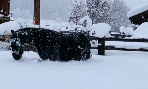 Horses Frolic in Freshly Fallen Snow