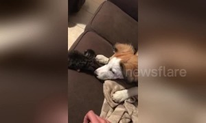 It must be puppy hate! Owner catches kitten after dog nudges it off sofa