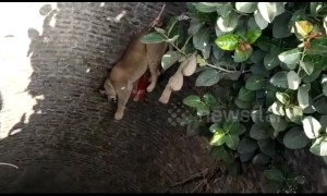 Forest officials rescue lion cub from deep well in West India