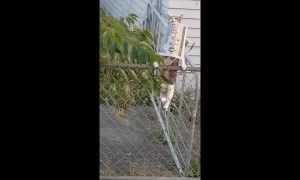 Cat burglar: pet kitty filmed stealing neighbour's newspaper