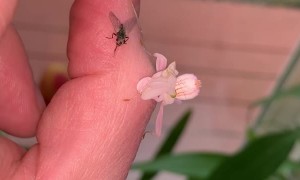 Feeding Time for Pink Orchid Mantis