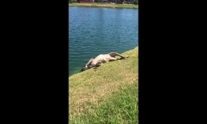 Oblivious dog rolls around until it lands head first in lake
