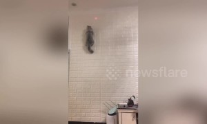 Cat amazes owner by scrambling up wall to chase laser light