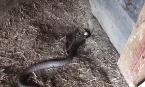Cranky Eastern Brown Snake Caught in Chicken Coup