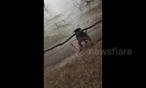Puppy fetches stick from river, ends up with tree!