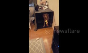 This woman has trained her dog with Harry Potter commands