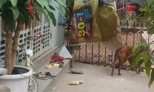 High Fence No Match for this Dog