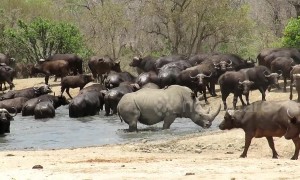 Lone rhino scares buffalo herd away from watering hole so he can have a bath