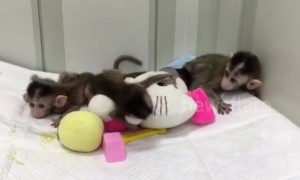 China cloned five gene-edited monkeys for human disease research
