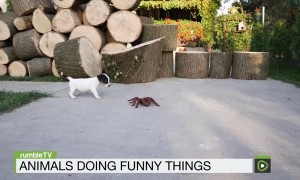 rumbleTV - Episode #1