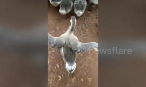 Sassy goose catwalks in a funny way after the rest of its gaggle