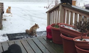 Alaskan Wildlife Greets Woman at Front Door
