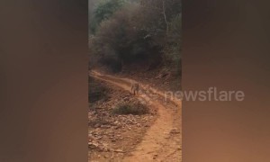 Terrifying moment tiger charges at tourist in India