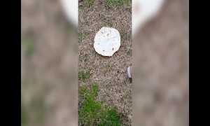 Dog is in Love with Tortilla