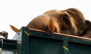 Wild Indian elephant breaks a tusk during lengthy rescue effort